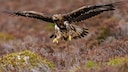 Steinadler fliegt über Moorlandschaft in Schottland