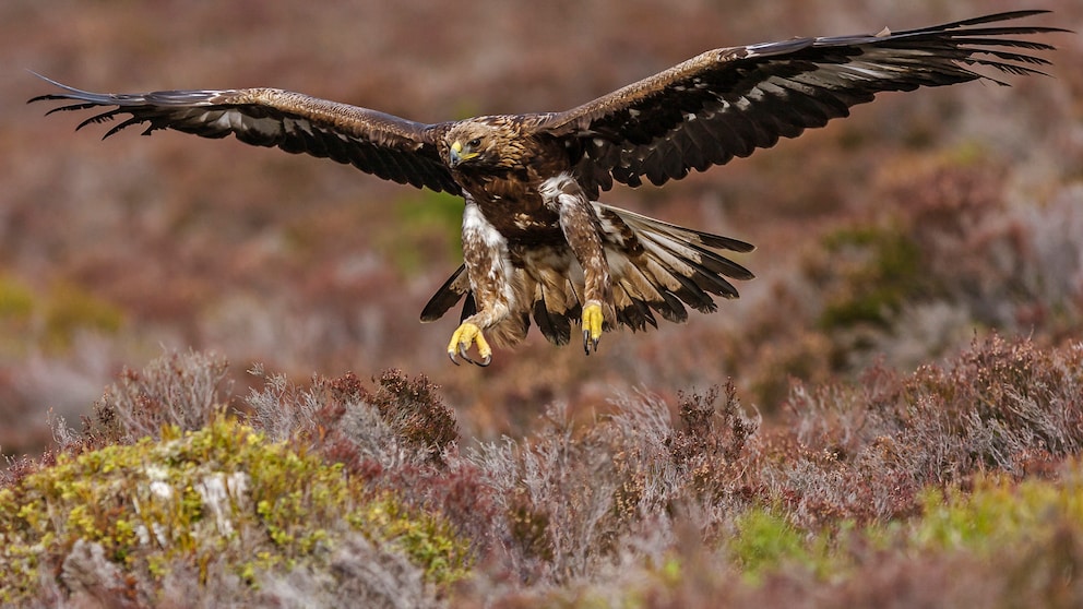 Steinadler fliegt über Moorlandschaft in Schottland
