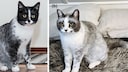 Zwei Salmiak-Katzen sitzen auf dem Boden