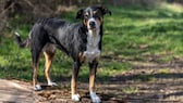 Appenzeller Sennenhund