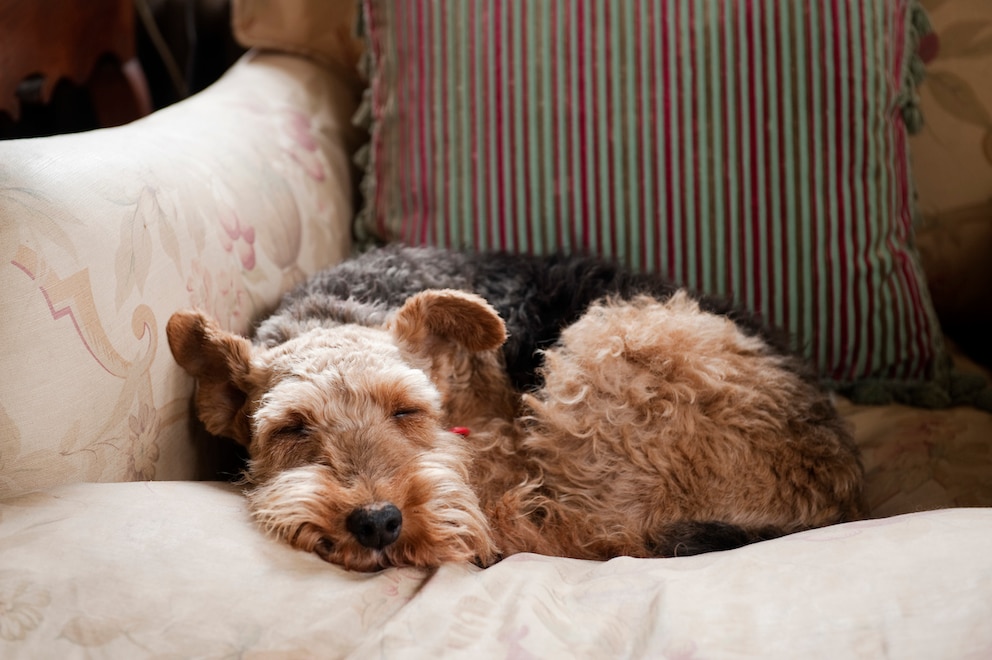 Welsh Terrier liegt auf dem Sessel