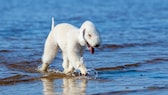 Bedlington Terrier