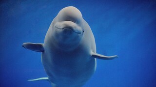 Beluga unter Wasser, der in die Kamera schaut