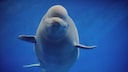 Beluga unter Wasser, der in die Kamera schaut