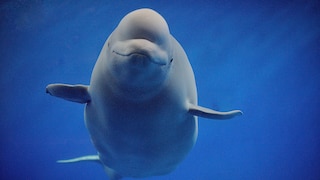 Beluga unter Wasser, der in die Kamera schaut