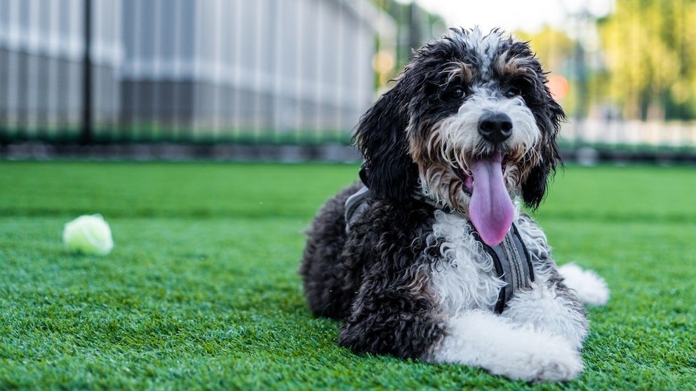 Der Bernedoodle vereint die Klugheit des Pudels mit der Gutmütigkeit des Berner Sennenhunds.