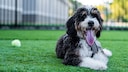 Der Bernedoodle vereint die Klugheit des Pudels mit der Gutmütigkeit des Berner Sennenhunds.