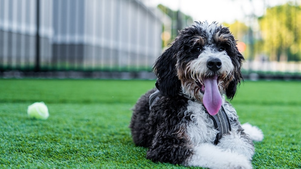 Der Bernedoodle vereint die Klugheit des Pudels mit der Gutmütigkeit des Berner Sennenhunds.