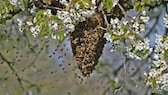 Schwarmtraube an einem Ast von einem blühenden Obstbaum