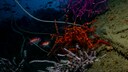 Octocorallia erzeugen Biolumineszenz im Meer