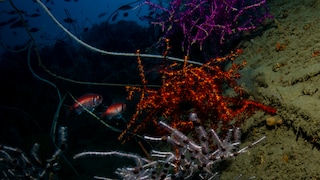 Octocorallia erzeugen Biolumineszenz im Meer