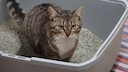 Blasenentzündung Katze
