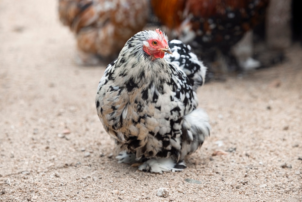 Ein Brahma-Huhn sitzt im Sand