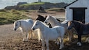 Eine kleine Herde von Carneddau-Ponys auf einer kleinen Insel an der Küste von Wales