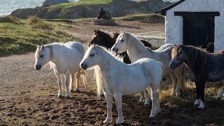 Eine kleine Herde von Carneddau-Ponys auf einer kleinen Insel an der Küste von Wales