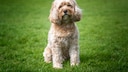 Cavapoo