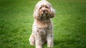 Cavapoo