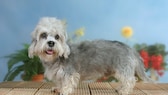 Dandie Dinmont Terrier