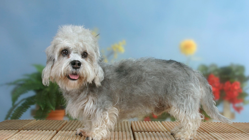 Dandie Dinmont Terrier