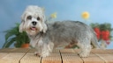Dandie Dinmont Terrier