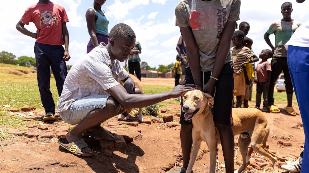 Ein Hund wird in Malawi gegen Tollwut geimpft
