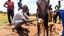 Ein Hund wird in Malawi gegen Tollwut geimpft