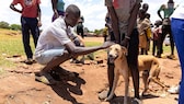 Ein Hund wird in Malawi gegen Tollwut geimpft