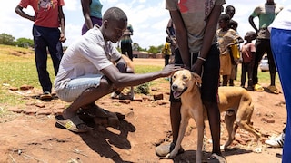Ein Hund wird in Malawi gegen Tollwut geimpft