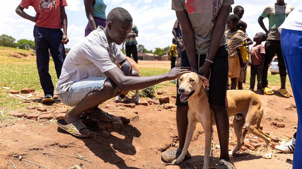 Ein Hund wird in Malawi gegen Tollwut geimpft