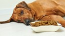 Hund liegt teilnahmslos vor einem gefüllten Futternapf