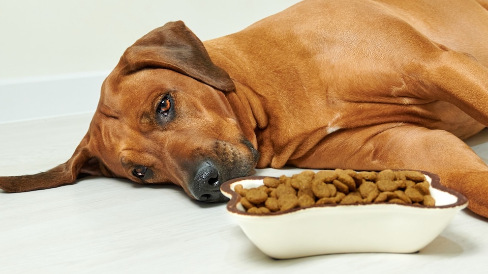 Hund liegt teilnahmslos vor einem gefüllten Futternapf