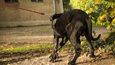 Ein Hund im Park