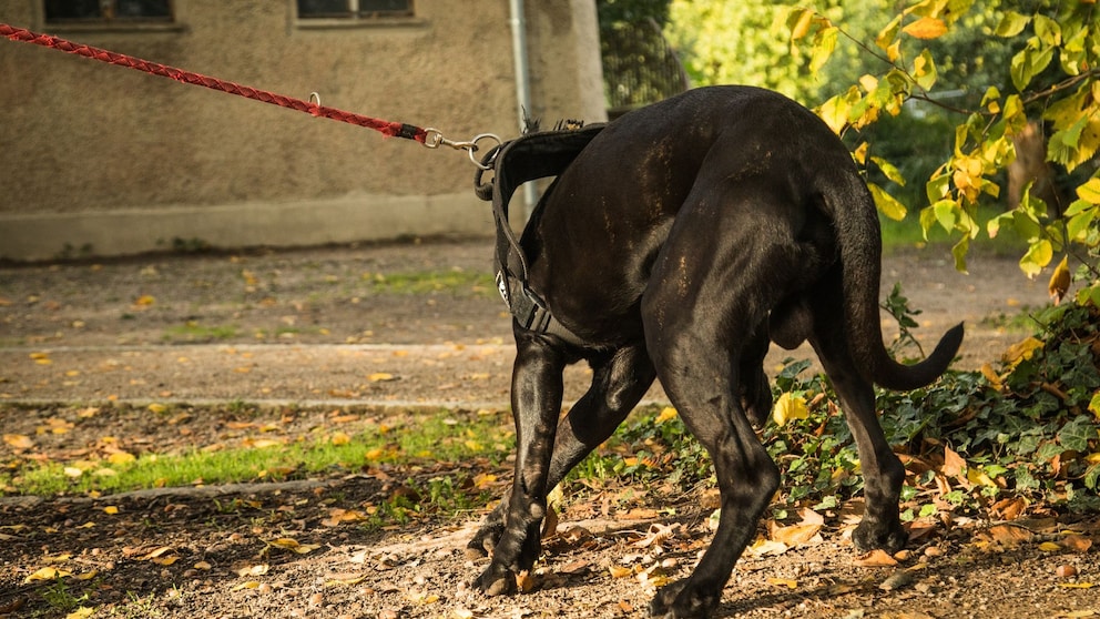 Ein Hund im Park