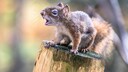 Eichhörnchen sitzend auf einem Baumstamm