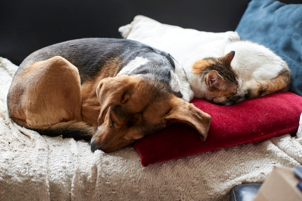 Katze und Hund liegen nebeneinander und schlafen