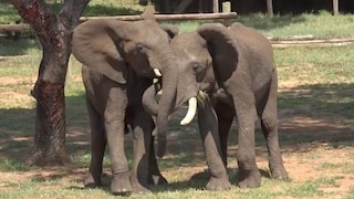 Die Elefanten-Männchen Doma (r) und Mainos begrüßen sich. Die Begrüßung richtet sich laut einer Studie danach, ob der andere den Ankommenden sieht oder nicht.