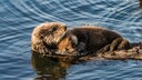 Fakten über Otter