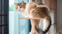 Katze sitzt auf Kratzbaum vor einem Fenster zum Garten