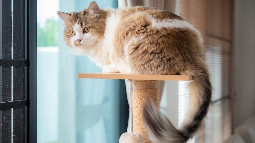 Katze sitzt auf Kratzbaum vor einem Fenster zum Garten