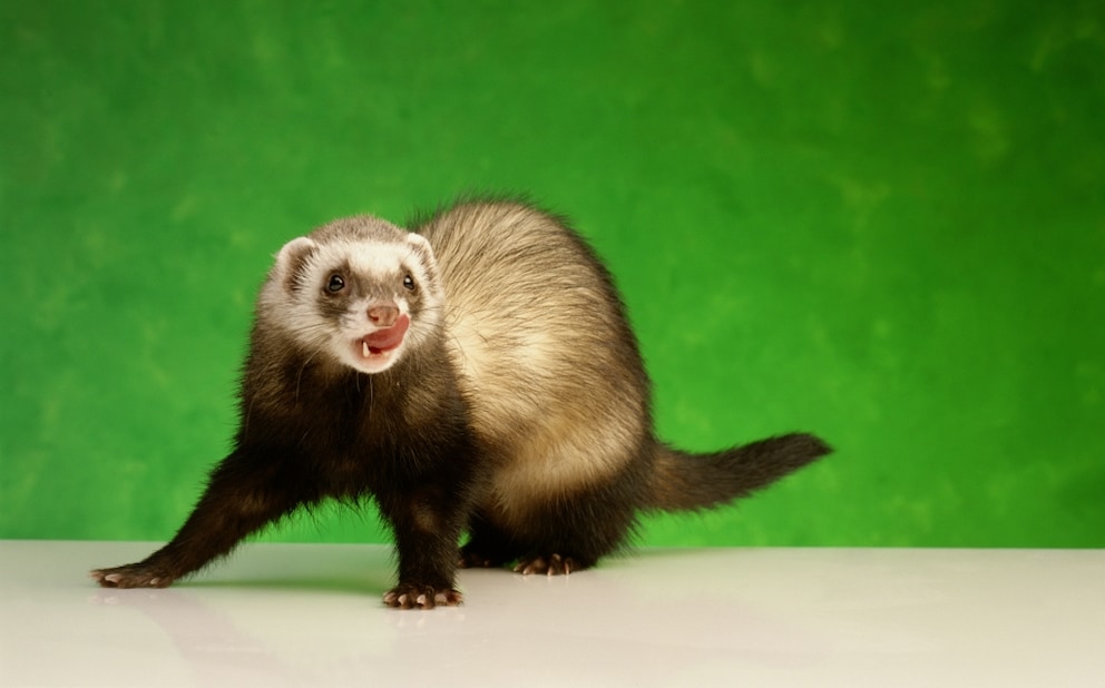 A ferret on a green background