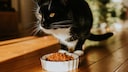 Eine Katze setzt sich vor ihrem Futternapf hin