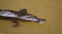 Schnabeltier (Ornithorhynchus anatinus) im Wasser