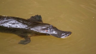Schnabeltier (Ornithorhynchus anatinus) im Wasser