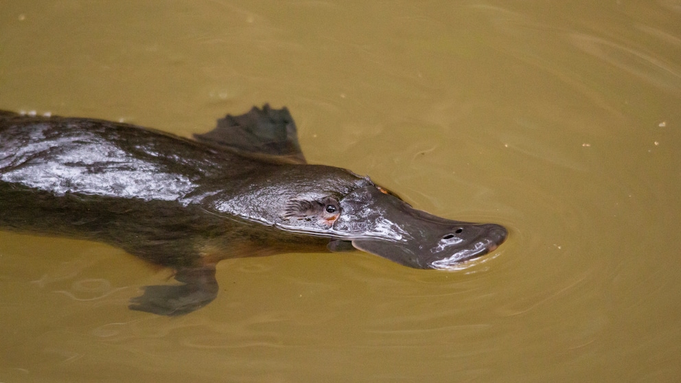 Schnabeltier (Ornithorhynchus anatinus) im Wasser