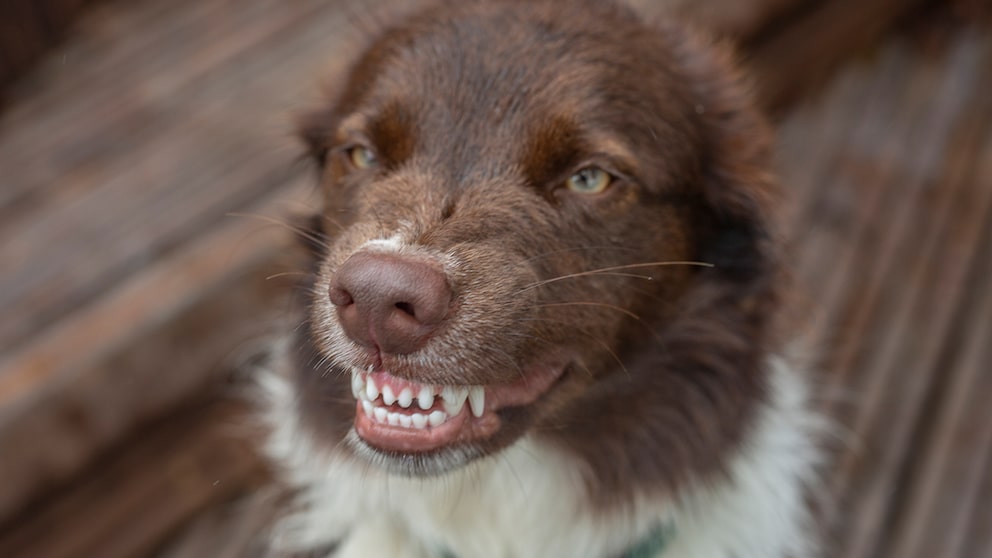 Hund zeigt zähne (lächelt)