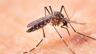 Asiatische Tigermücke Aedes aegypti beim Blutsaugen