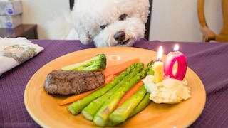Hund sitzt vor einem Teller mit Fleisch, Kartoffelbrei und Spargel