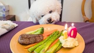 Hund sitzt vor einem Teller mit Fleisch, Kartoffelbrei und Spargel