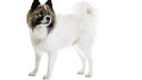 Elo-Hunde gelten wegen ihres freundlichen Wesens als beliebte Familienhunde.