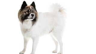 Elo-Hunde gelten wegen ihres freundlichen Wesens als beliebte Familienhunde.